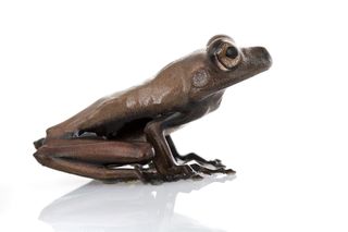 ‘Cocoa’ Tree Frog