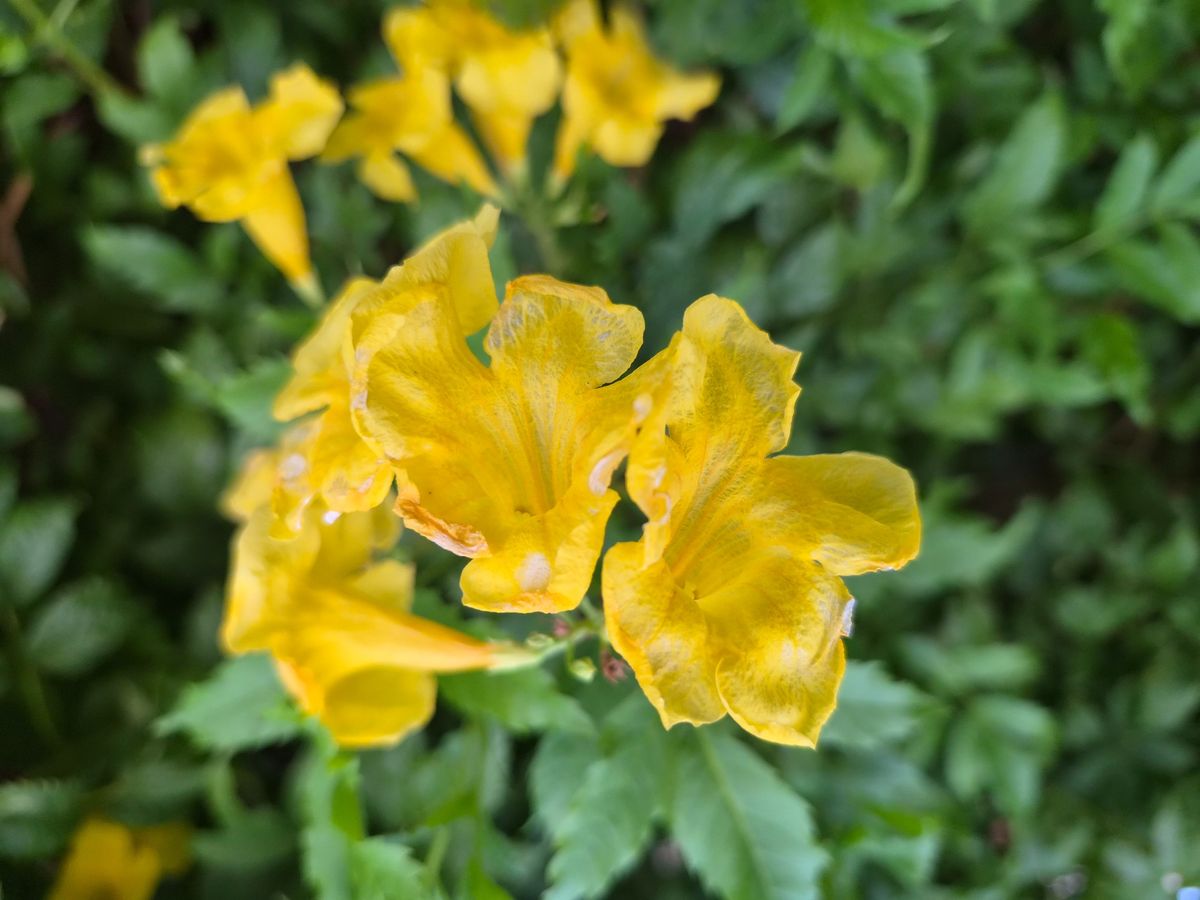 Camera samples captured with the Samsung Galaxy S26 FE.