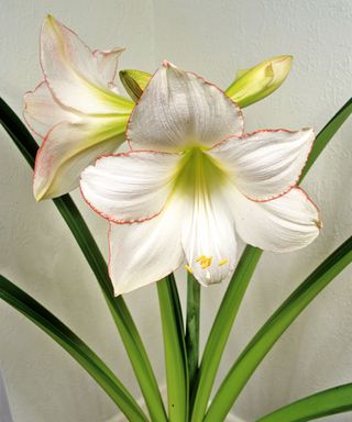 white amaryllis flowers