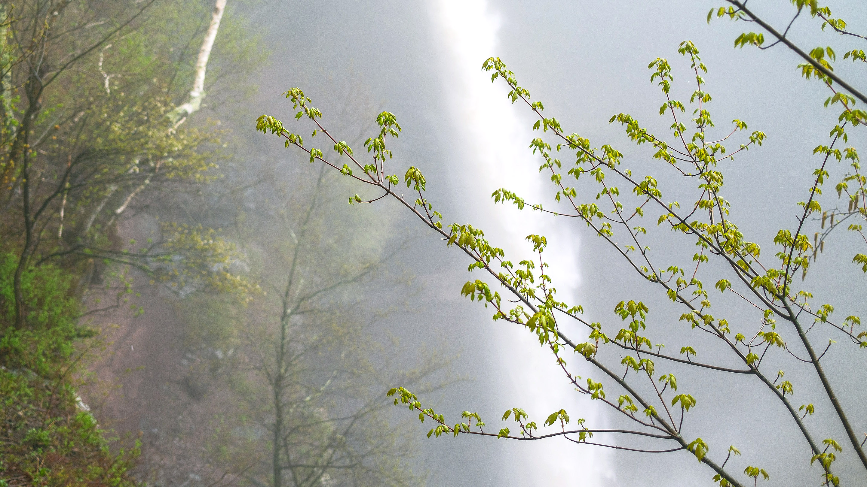 Scenic view of budding plants with a misty waterfall in the distance