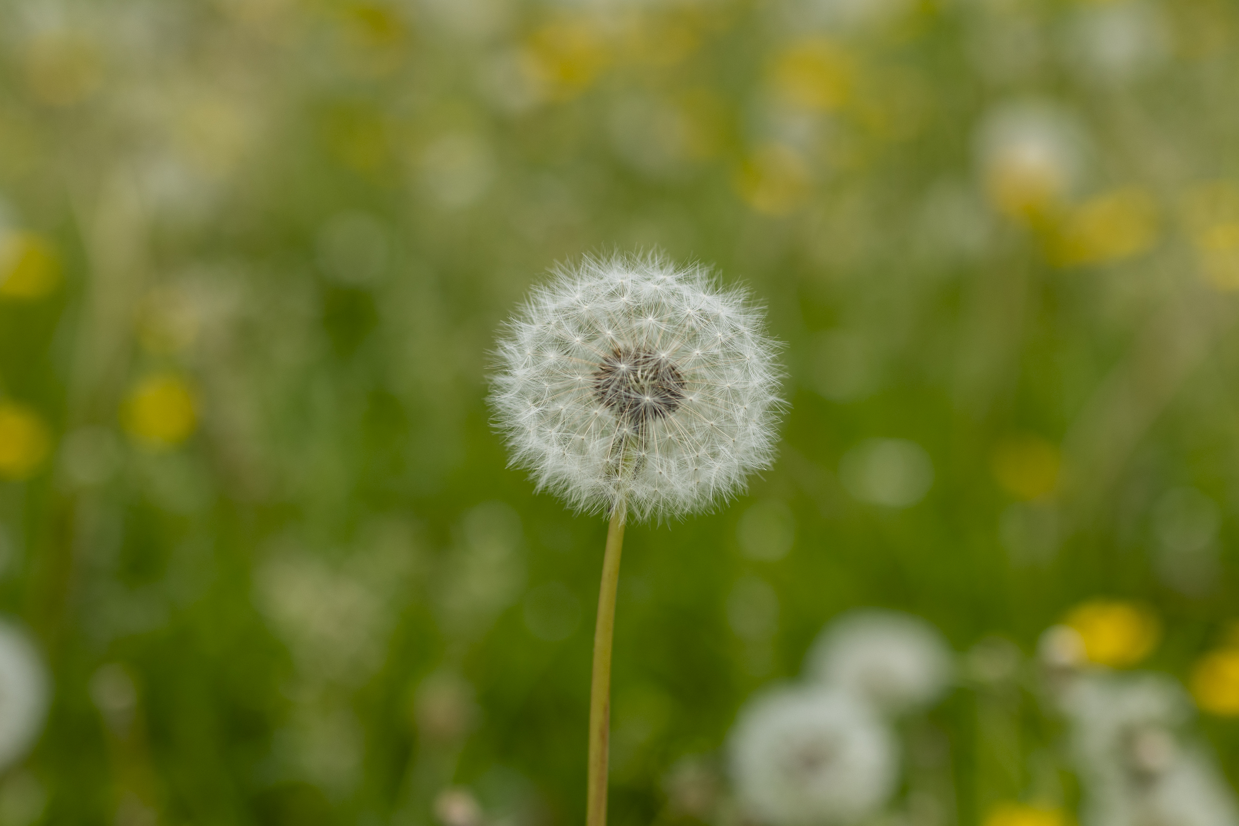 Shallow depth of field dandelion flowers