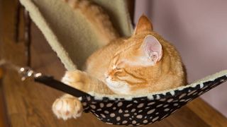 diy cat hammock ideas