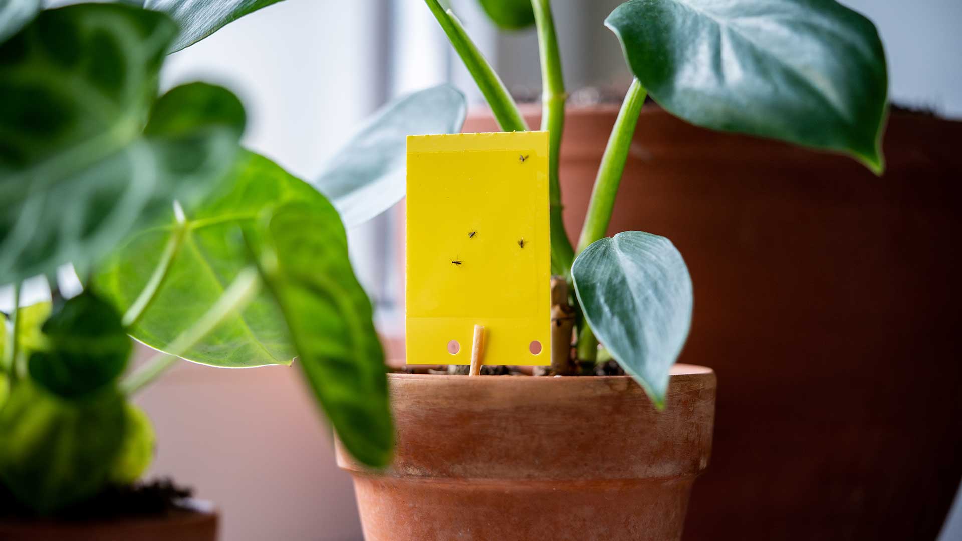fungus gnats on sticky trap in houseplant