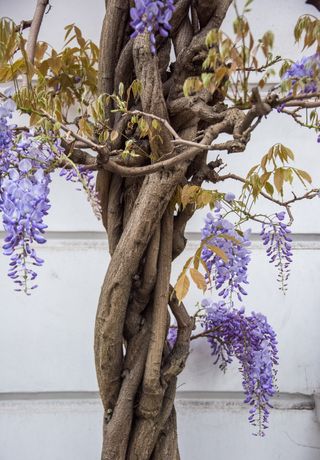 Close up of a flowering wisteria plant