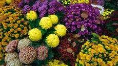 colorful chrysanthemums