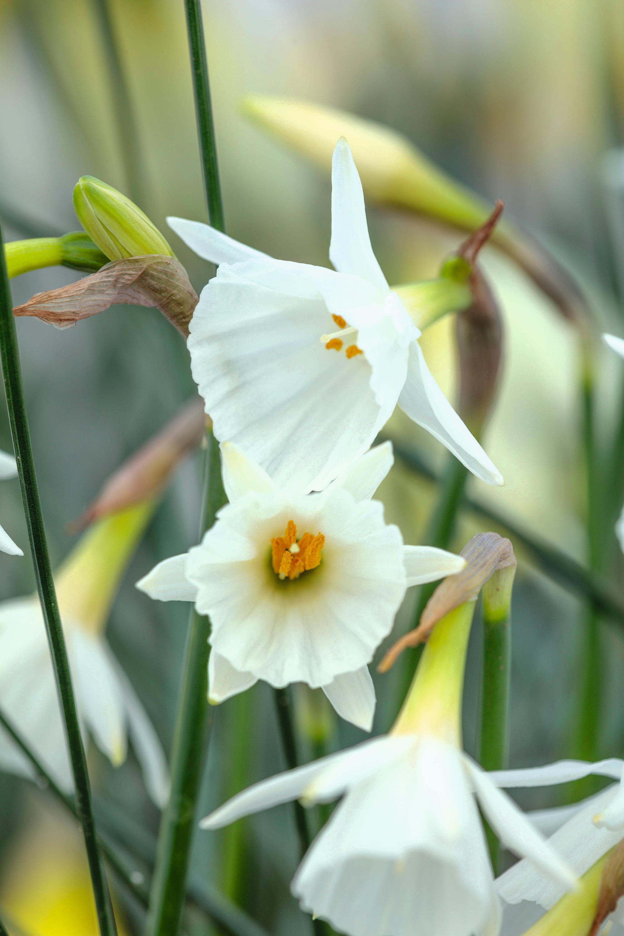Narcissi
