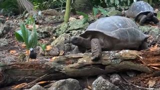 a tortoise sits behind a baby bird on a log