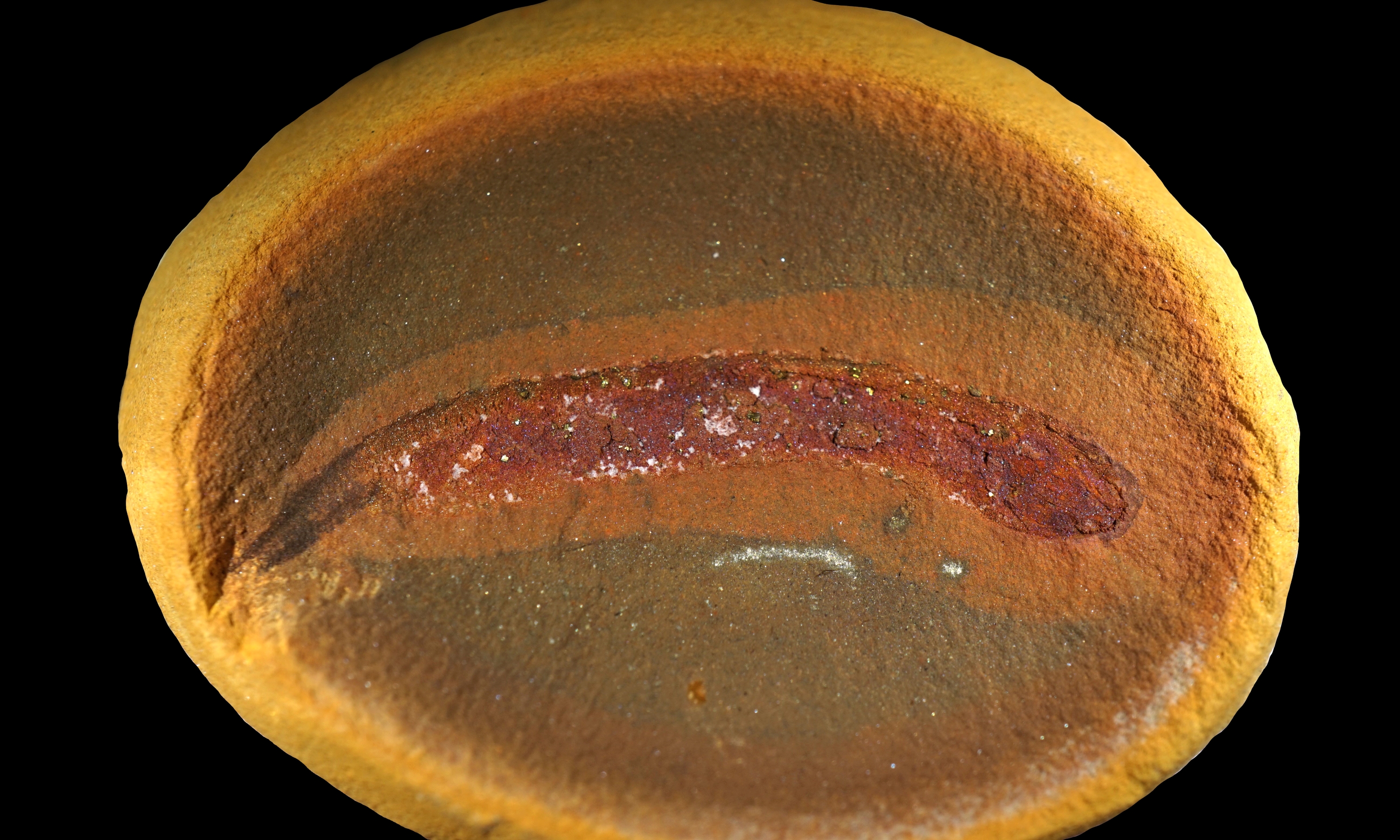 A photo of an embolomere fossil.