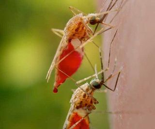 mosquitoes-malaria