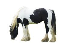 Gypsy_Pony.jpg