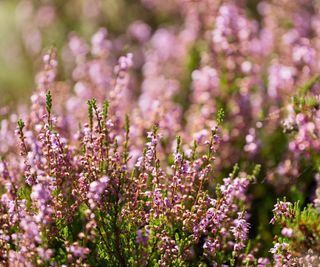 close up of pink heather