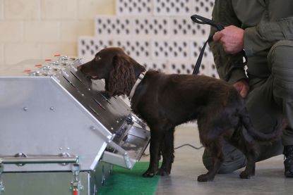 A dog is trained to sniff out coronavirus.