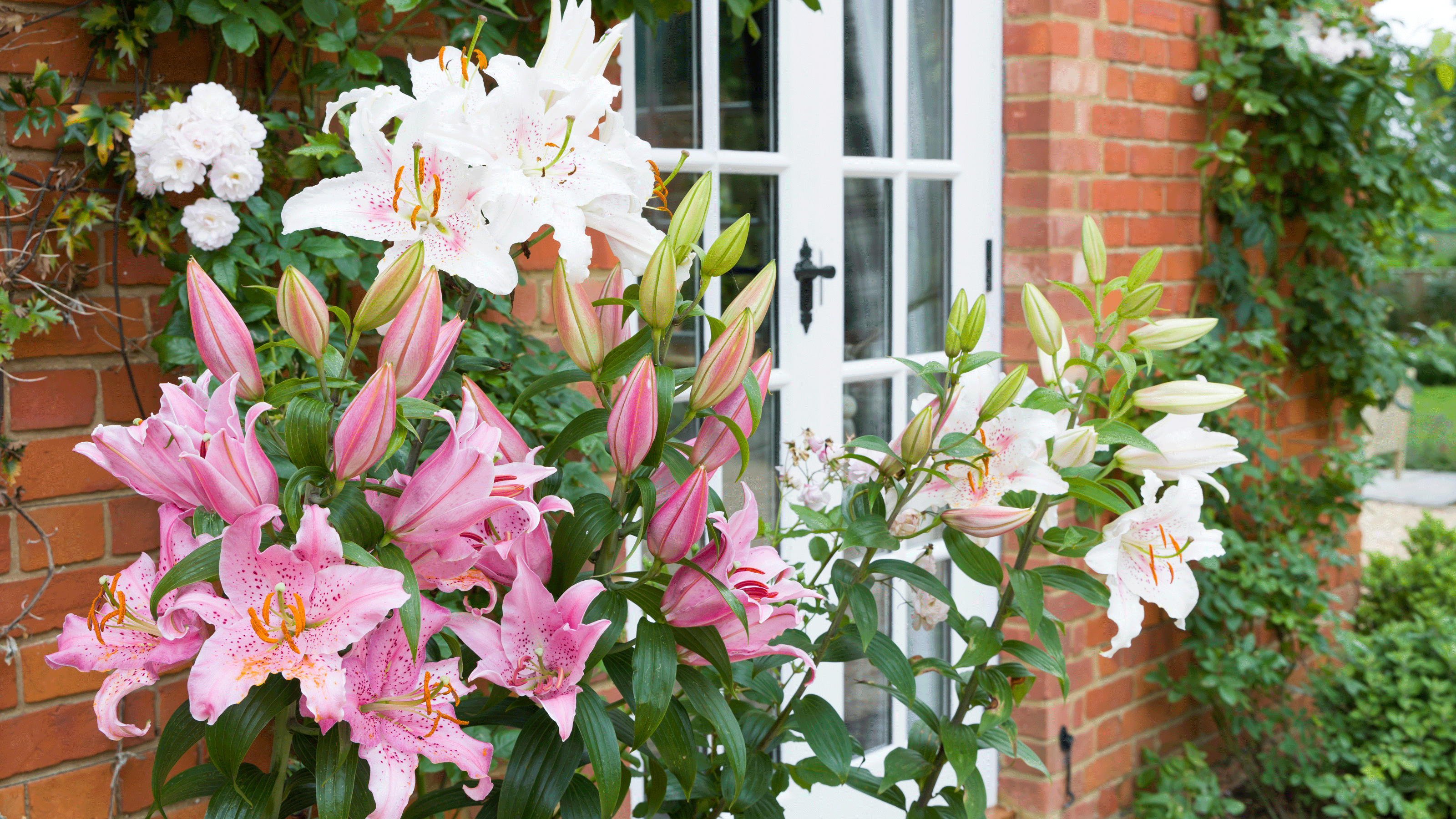 Lillies in garden 