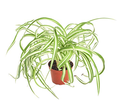 Shop Succulents | 'bonnie' Curly Spider Plant, Naturally Air Purifying House Plant in 4&amp;quot; Pot, Easy Care, Live Indoor House Plant