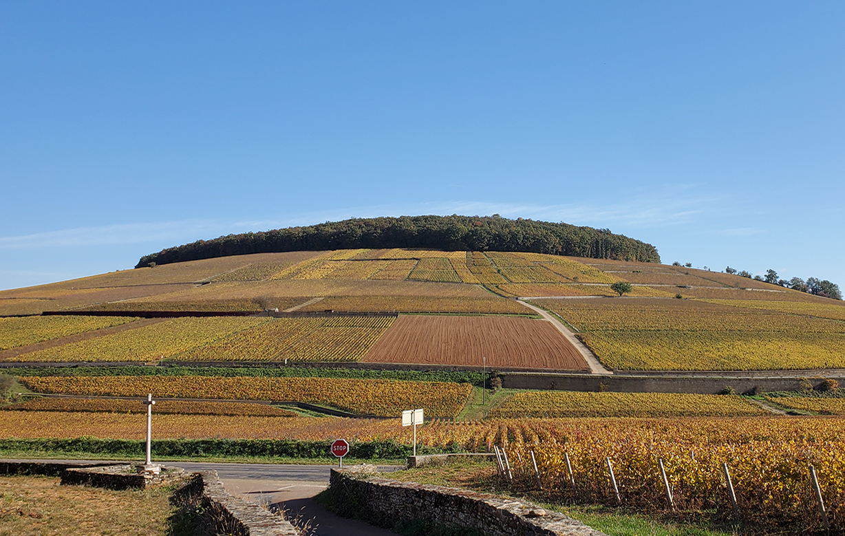 Burgundy 2021 vintage