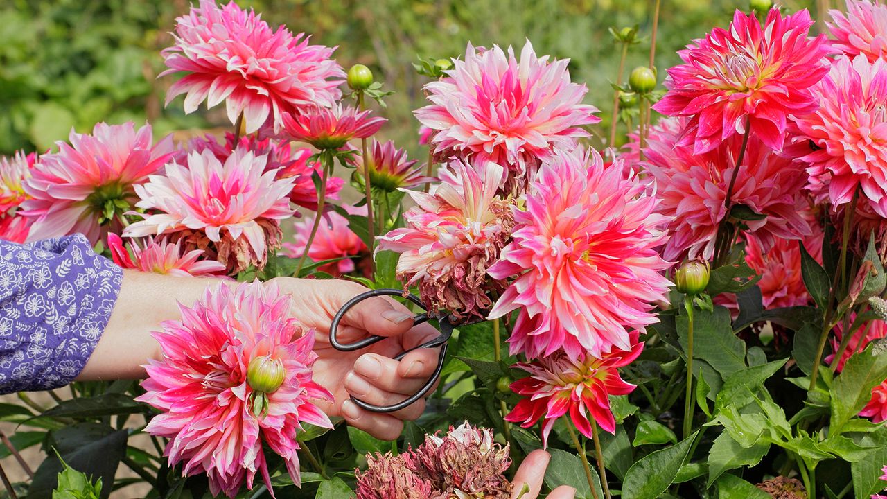 Deadheading the spent blooms of pink dahlias