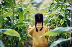 Rear view of a young girl walking through a corn field