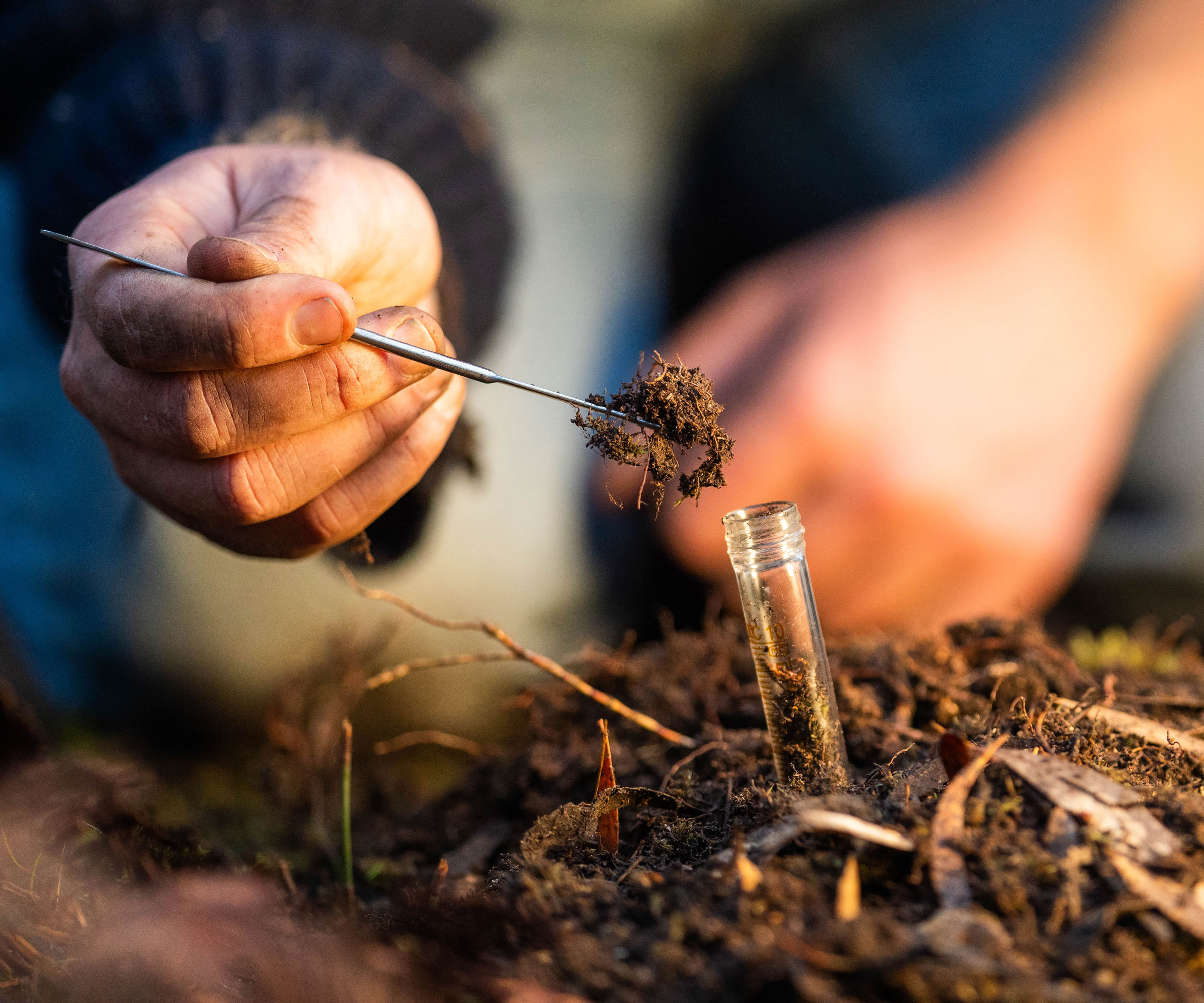taking soil sample from garden and scooping it into a tube