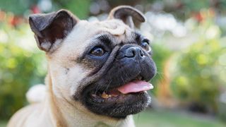 Close up of pug face