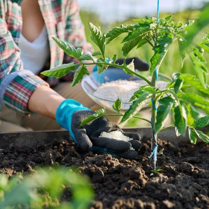 Adding Epsom salt or fertilizer to tomato plant