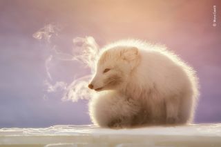 Artic Fox Wildlife Photographer of the year 2021 image