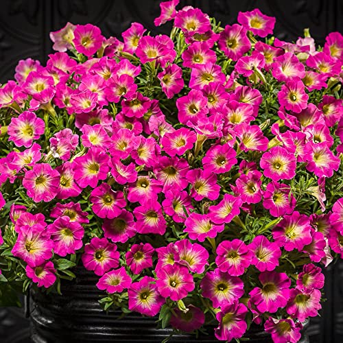 Petunia 'supertunia Daybreak Charm' Seeds Showy Flowers Drought Tolerant Attract Hummingbirds Hanging Baskets Beds Outdoor 50pcs Flower Seeds by Yegaol Garden