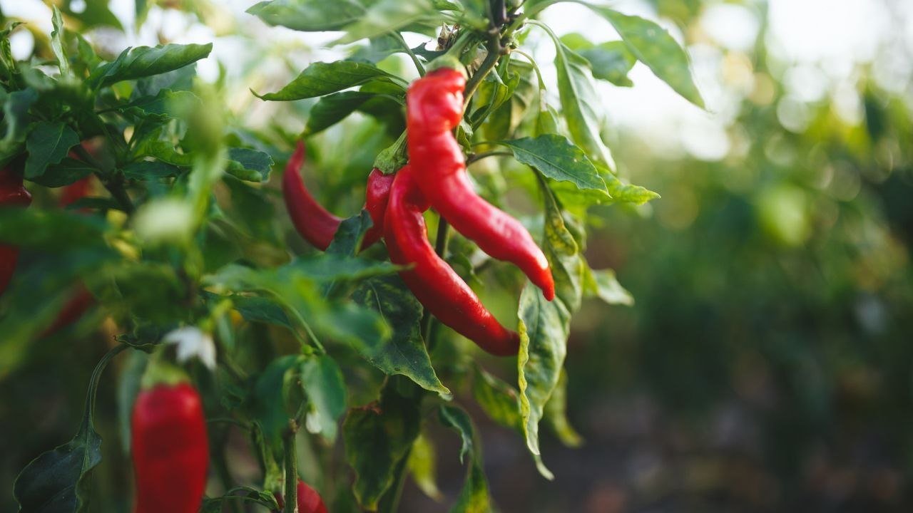 Red chilies growing on a pepper plant