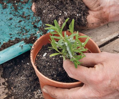 How To Propagate Lavender: Expert Tips For Taking Cuttings 