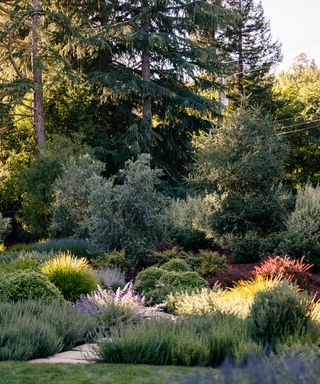 Lush Mediterranean style shrubs, trees and lavender beds