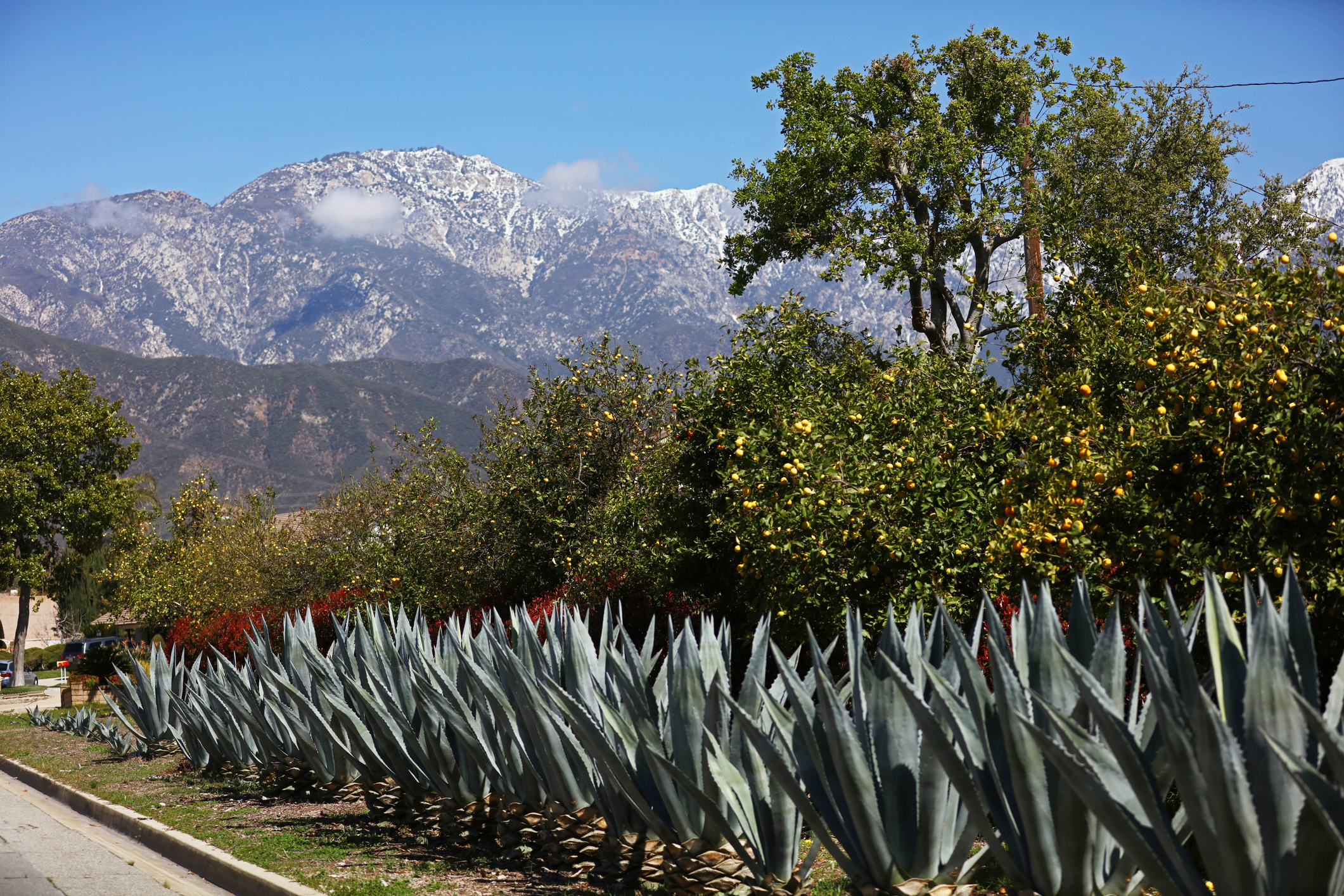 Snowcapped 8,696ft Ontario Peak with row of large agave succulent plants and lemon trees in foreground as seen in Upland, California.