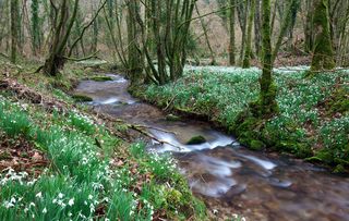 Snowdrops (Galanthus) flowering in North Hawkwell Wood, otherwise known as Snowdrop Valley, Exmoor