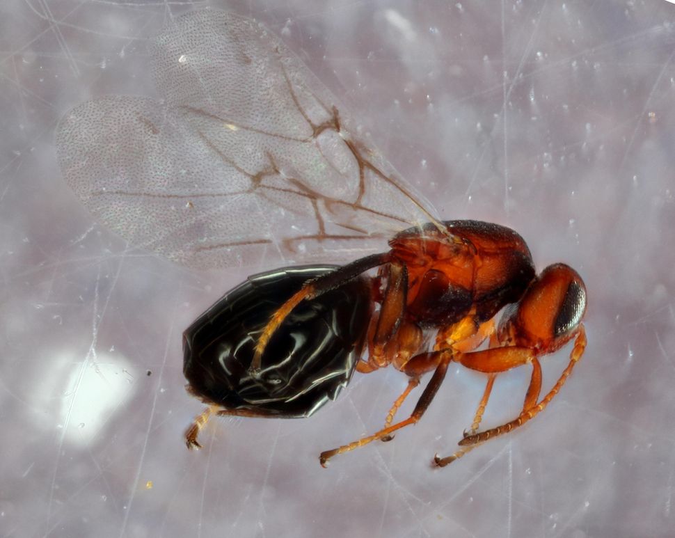 Crypt Keeper Wasp Turns Its Host Into A Self Sacrificing Zombie Live Science
