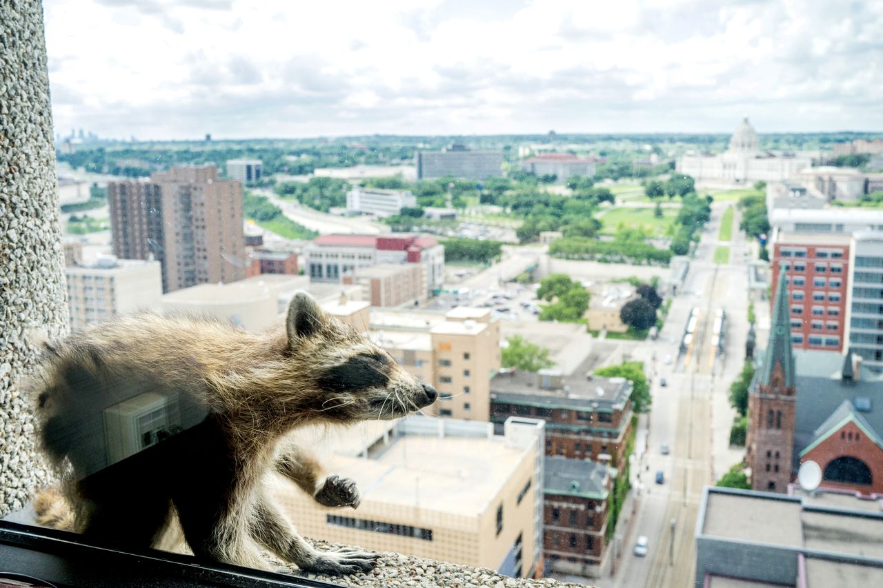 The MPR raccoon.