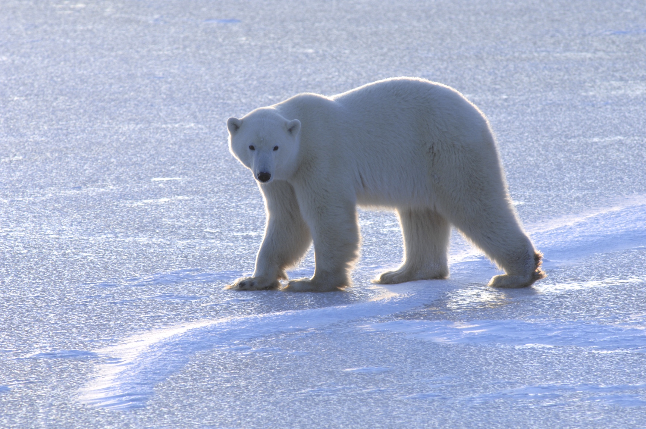 Melting Sea Ice Keeps Hungry Polar Bears on Land