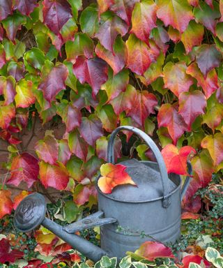 virginia creeper and watering can