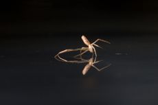 Tetragnathid spider sailing