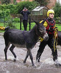 floods-donkeys.JPG