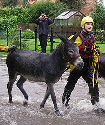 floods-donkeys.JPG