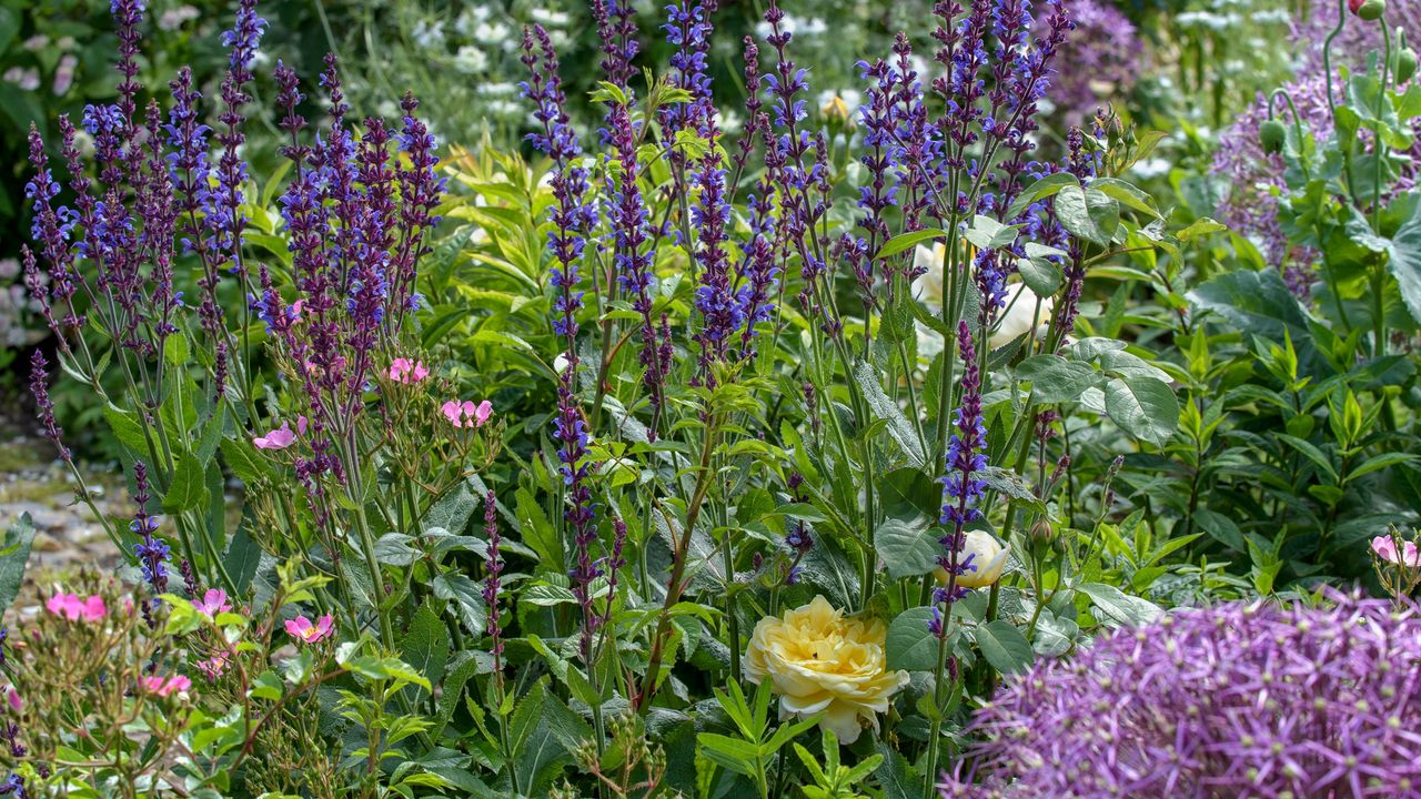 Flower bed in garden