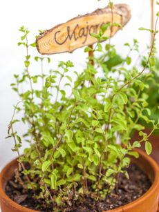 Potted Marjoram Herbs