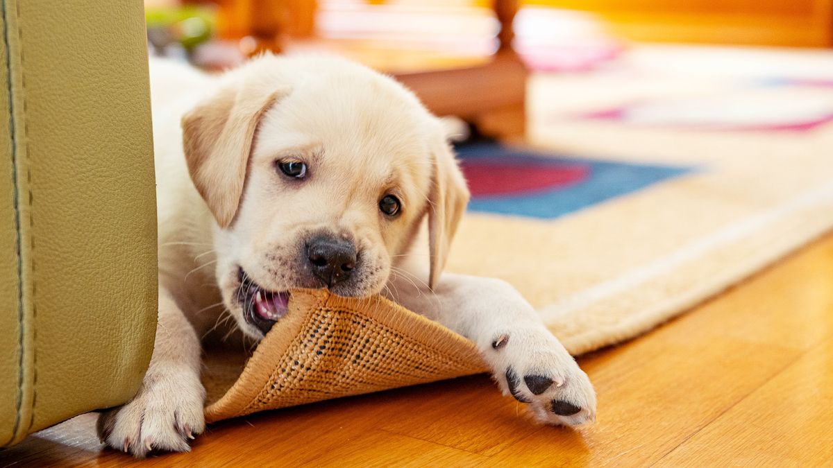 Why your dog is chewing the carpet and how to stop it | PetsRadar