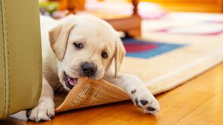 Puppy eating furniture best sale