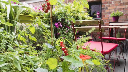 companion planting: tomatoes and nasturtium
