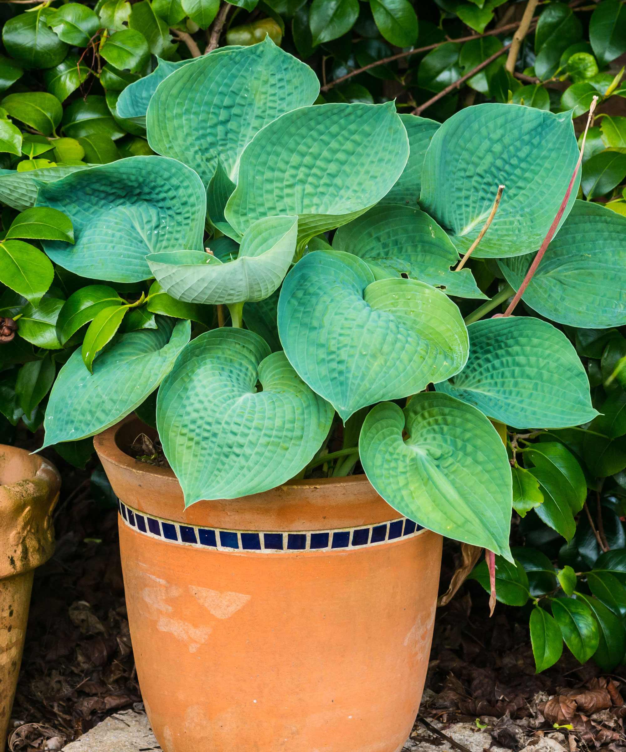hosta plant in terracotta container