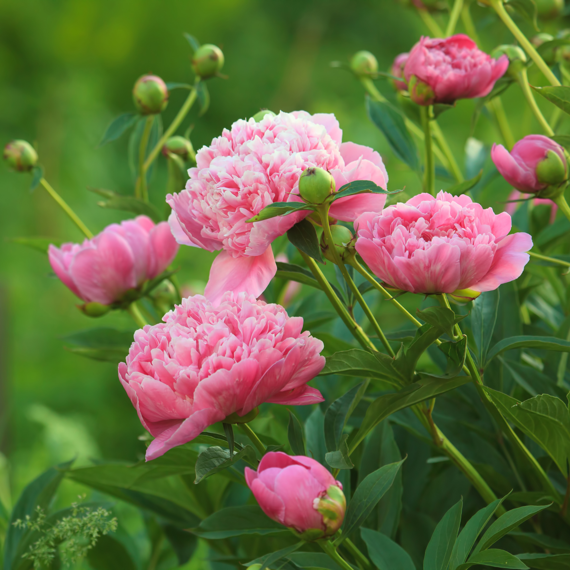Pink peony flowers and multiple flowerbuds