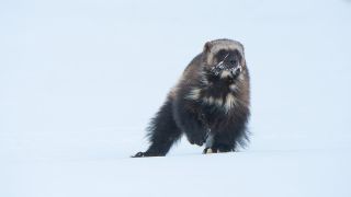 A wolverine mid-stride while traveling over the tundra of northern Alaska in BBC One's "Mammals"