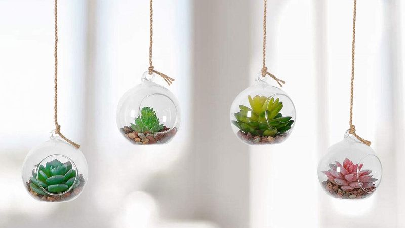 Best hanging terrariums 