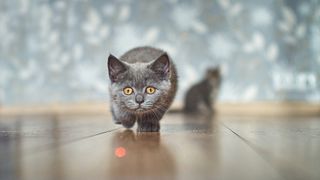 Kitten stalking laser dot