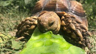 Tortoise eating prickly pear