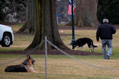 First dogs Champ and Major Biden